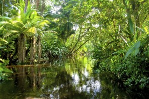 Amazon Jungle