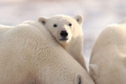 Cute Polar Bears
