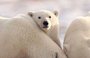 Cute Polar Bears