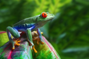 Tropical frog