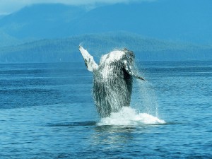 Humpback Whale