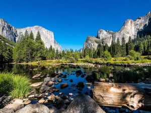 Lake and Forest
