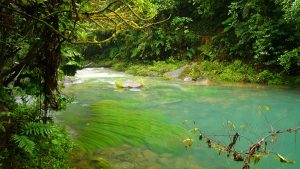 Costa Rica Jungle