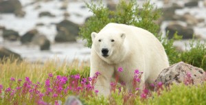 Polar Bear