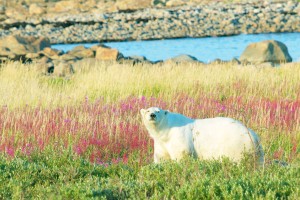 Polar Bear