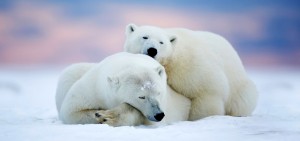 Polar Bears
